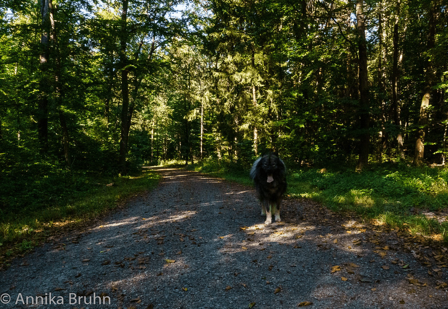 Q steht im Wald